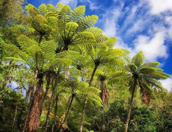 桫椤.png