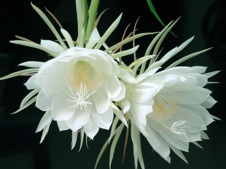 花卉