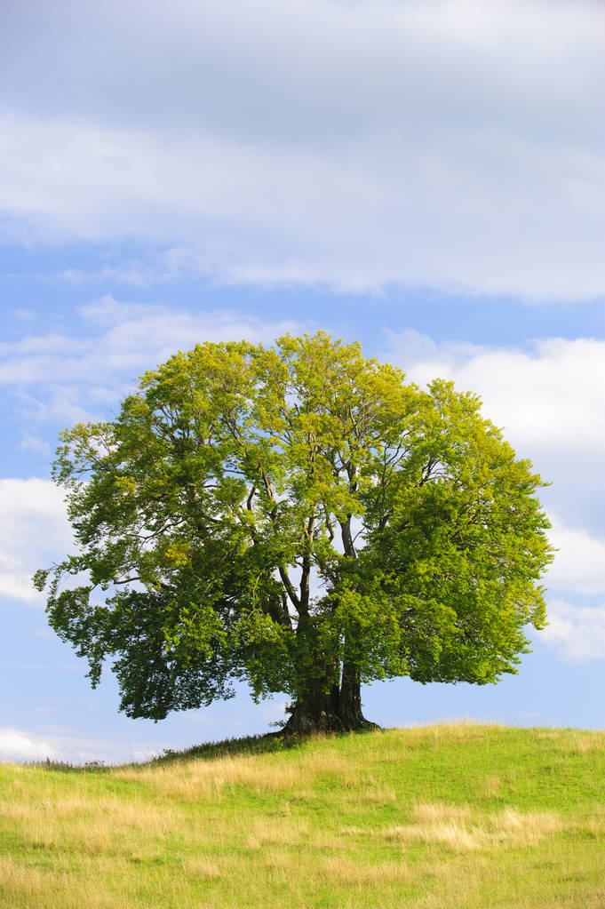 田野中的一棵山毛榉大树，树顶完美single big beech tree in field with perfect treetop