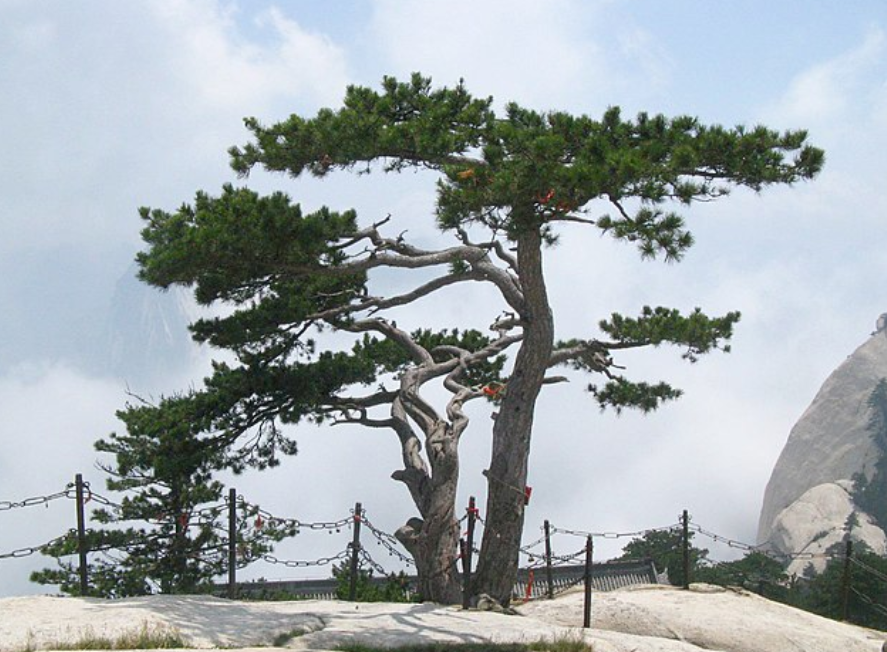 油松