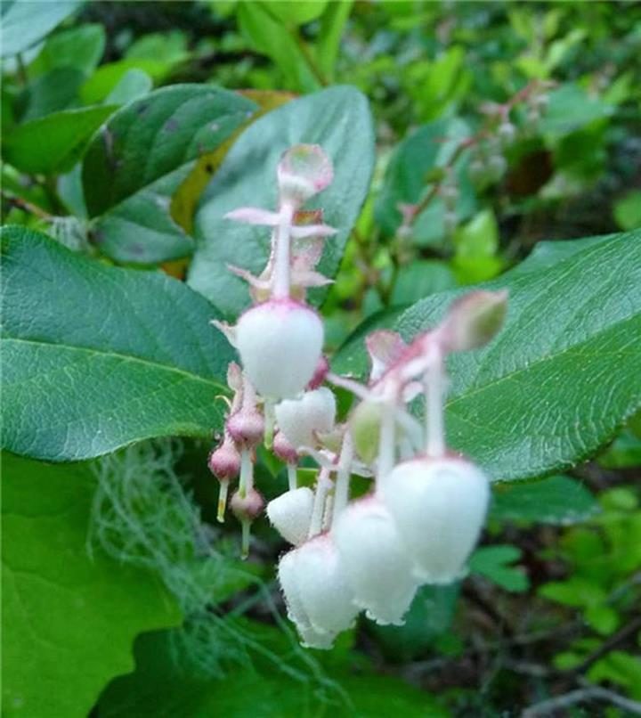 白珠树