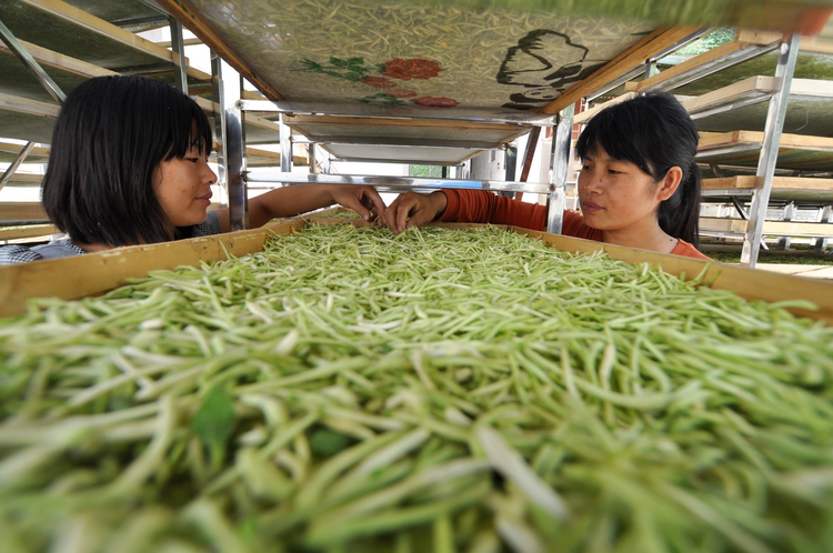 河南封丘：种植金银花 农民走上致富路.jpg