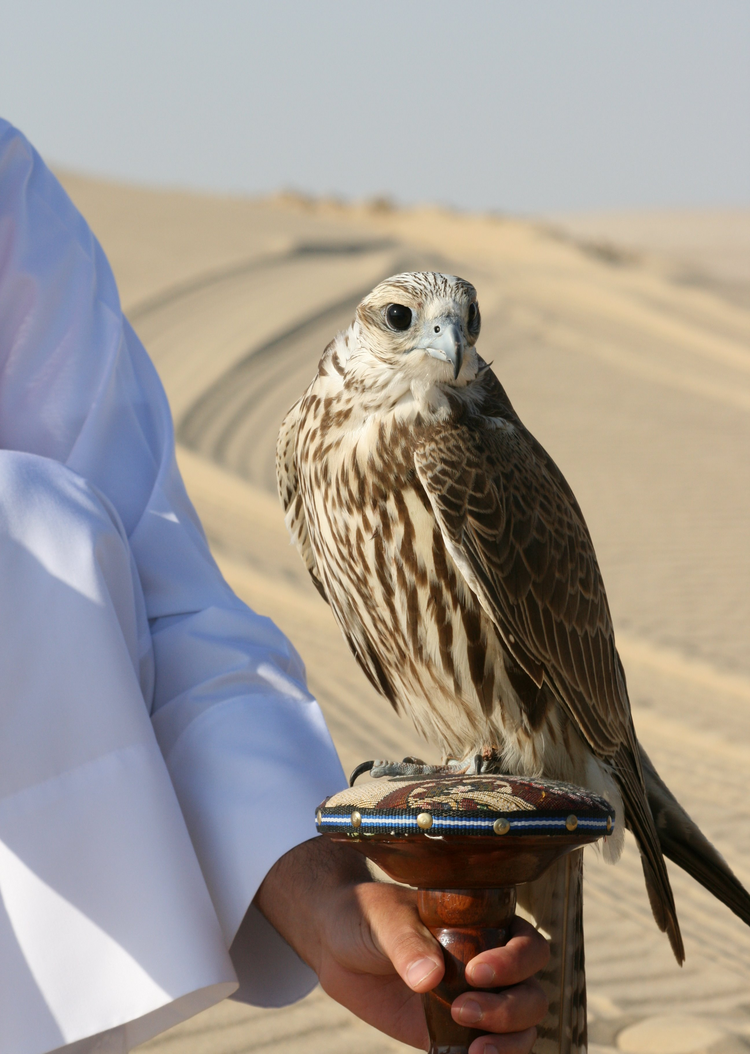 Falco_cherrug_Qatar.jpeg