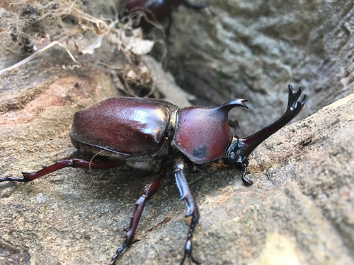 甲虫