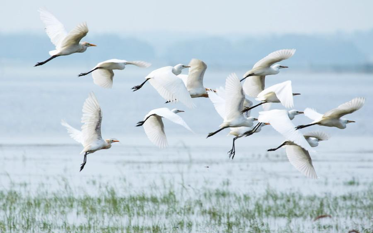 洪泽湖湿地景区