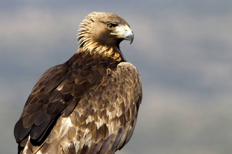 金鹰成年雄鸟。Adult male of Golden eagle. Aquila chrysaetos.jpeg