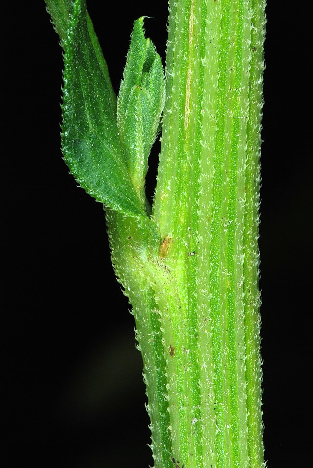 紫菀