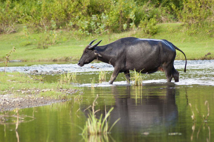 水牛