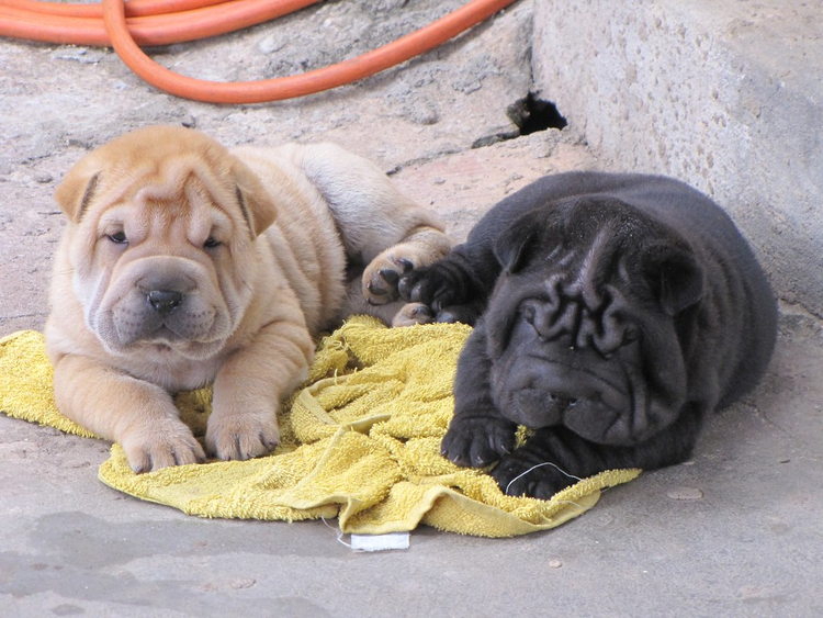 中国沙皮犬