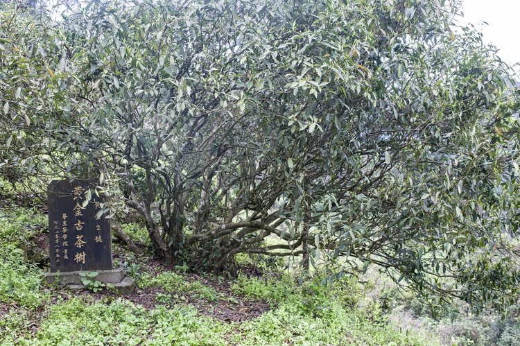 湖南湘西，保靖黄金茶古茶树
