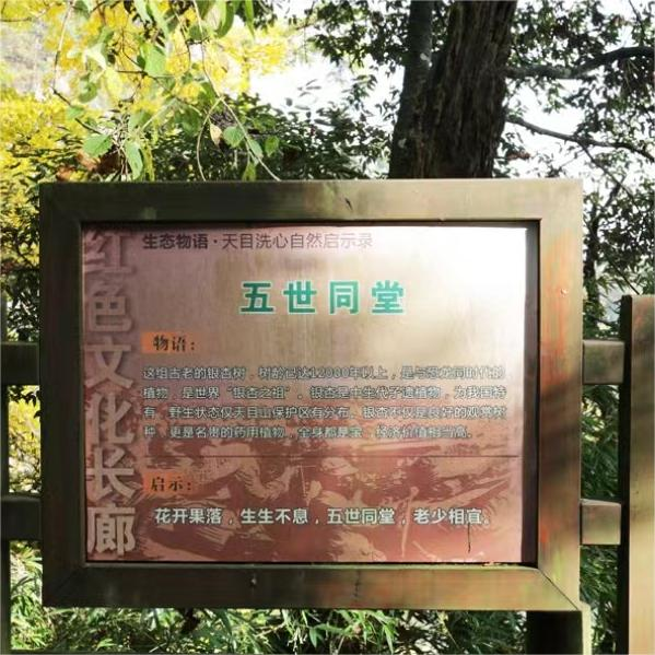 银杏