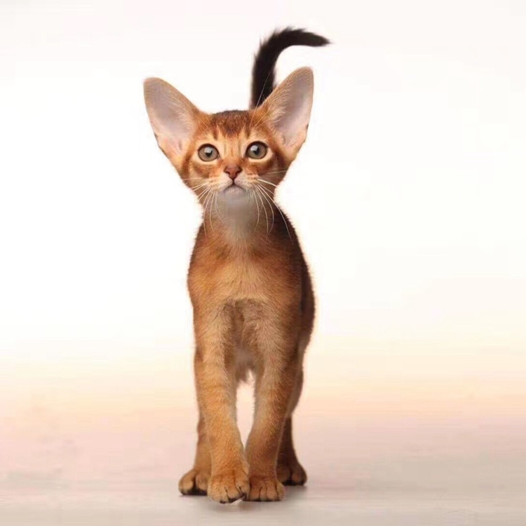 重点色英国短毛猫