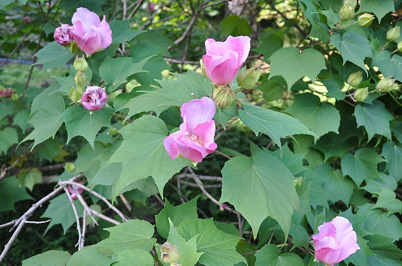 木芙蓉