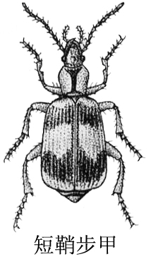 短鞘步甲