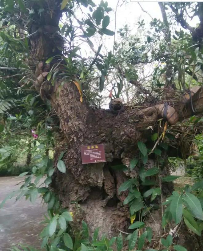 红厚壳