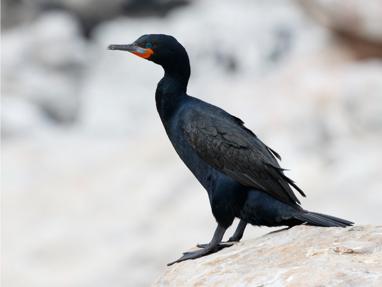 3Phalacrocorax capensis南非鸬鹚.jpeg