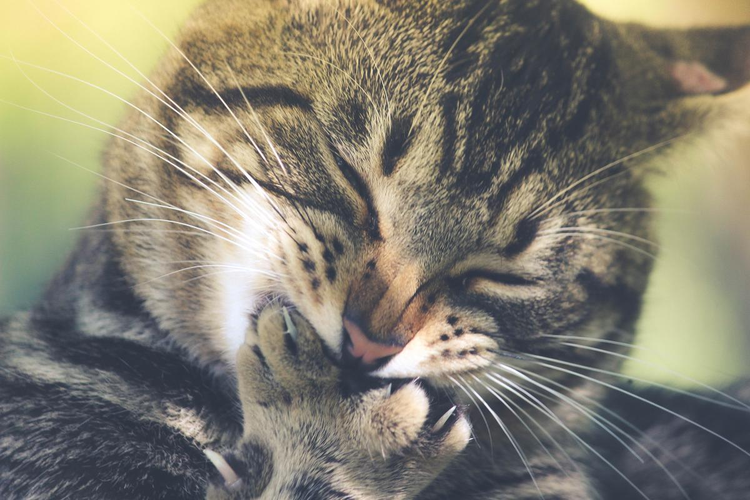 虎斑猫