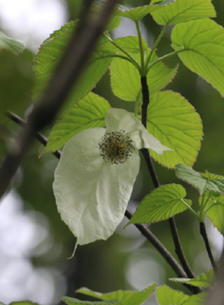 中国科学院武汉植物园