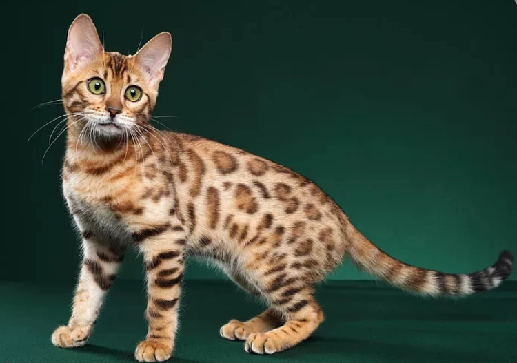 豹猫
