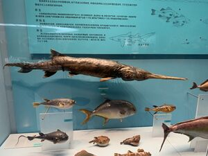 300px-天津自然博物馆藏的白鲟标本.jpg