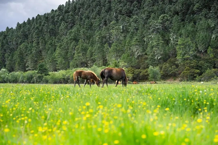 务川仡佬族苗族自治县