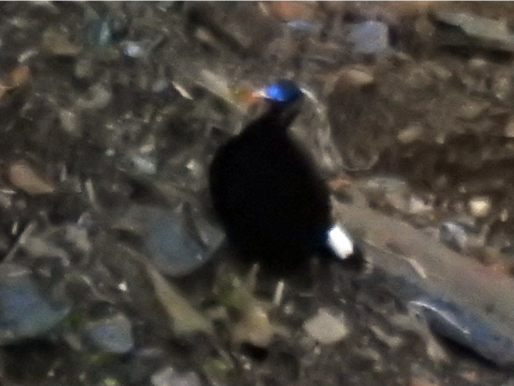静栖的白尾梢虹雉.png
