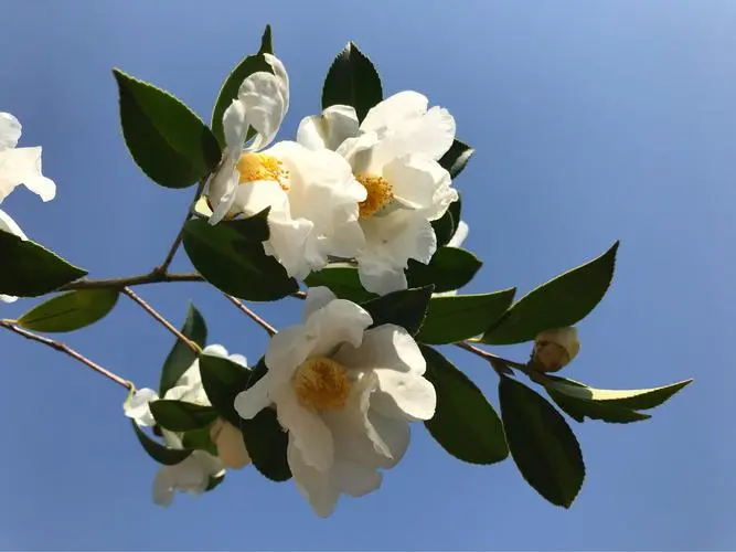 u=2912595913,512101836&fm=253&fmt=auto&app=138&f=JPEG.png