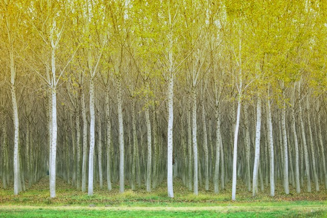 秋天的杨树Autumn poplar trees