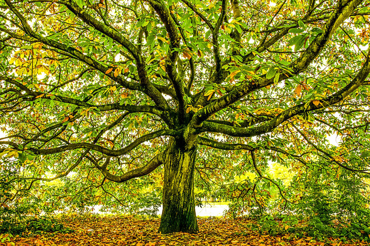 英国伦敦大橡树Large oak tree, London, England.jpeg