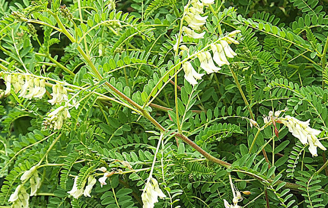木黄耆