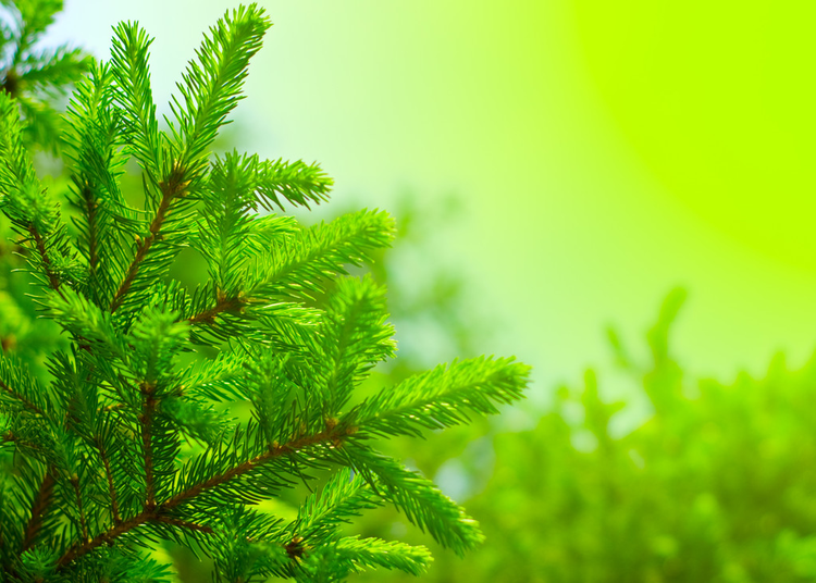 杉木枝Fir branch