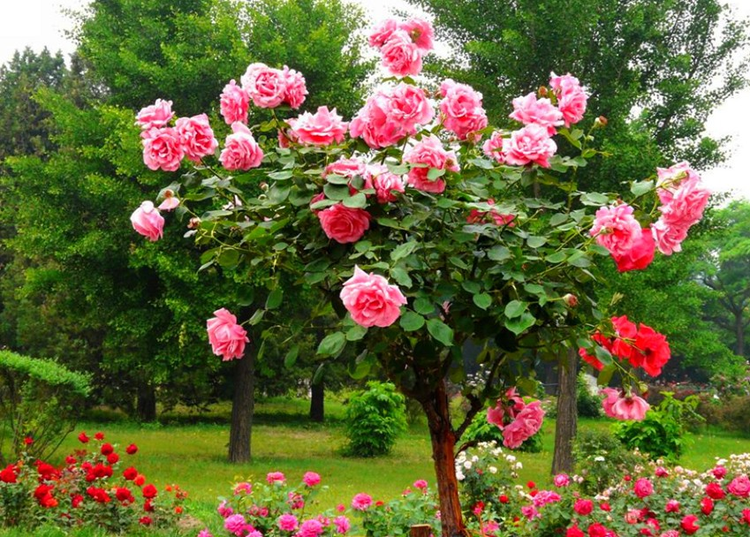 花卉