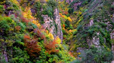 黑龙寺山林