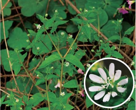 石竹科代表植物—鹅肠菜的叶.png