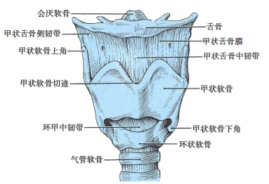 喉咙