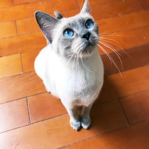 重点色英国短毛猫