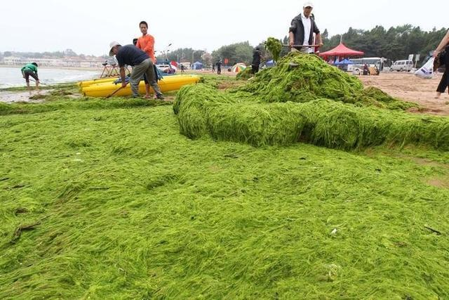 浒苔