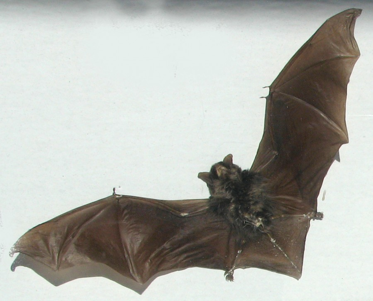 普通蝙蝠