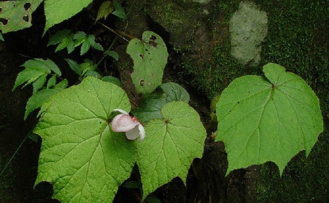 花叶秋海棠
