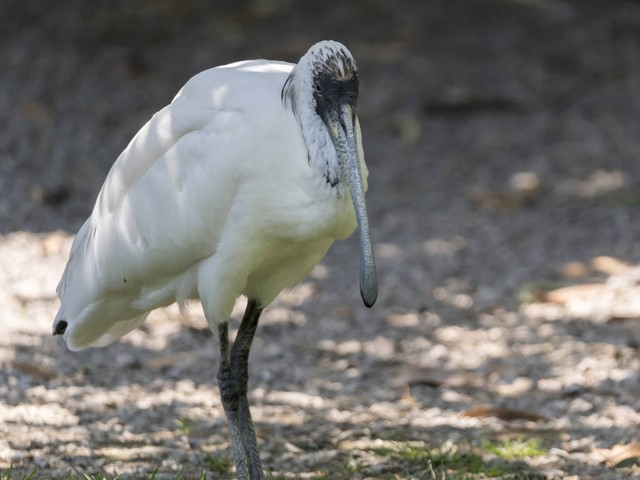 白琵鹭，抹刀鸟white spoonbill, spatula bird