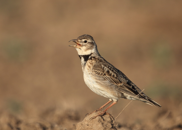 一只美丽的云雀A beautiful calandra lark.jpeg