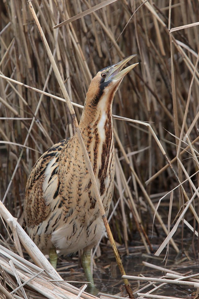 大麻鳽