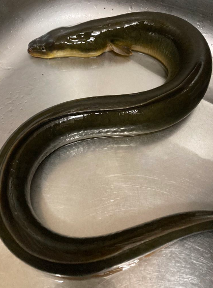 日本鳗鲡