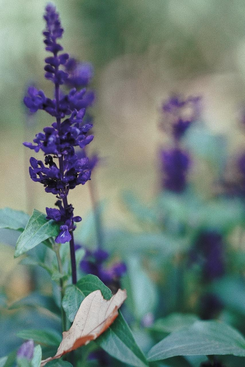 黄芩