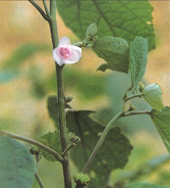 肖梵天花