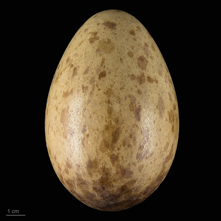 灰鹤的卵.png