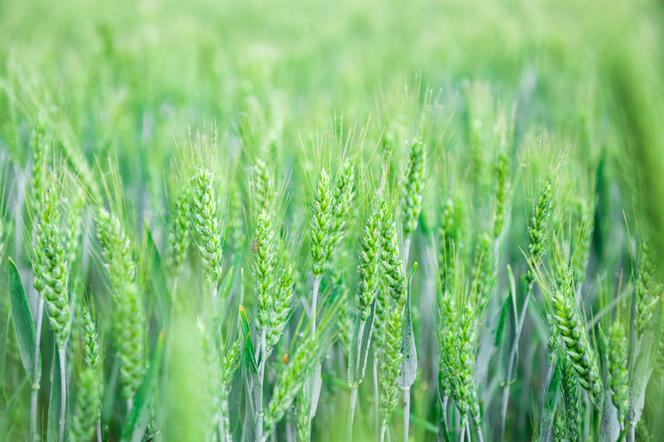 小麦