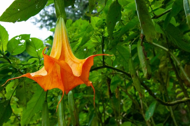 可入药的植物，曼陀罗花
