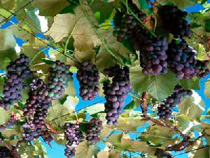 黑天鹅葡萄
