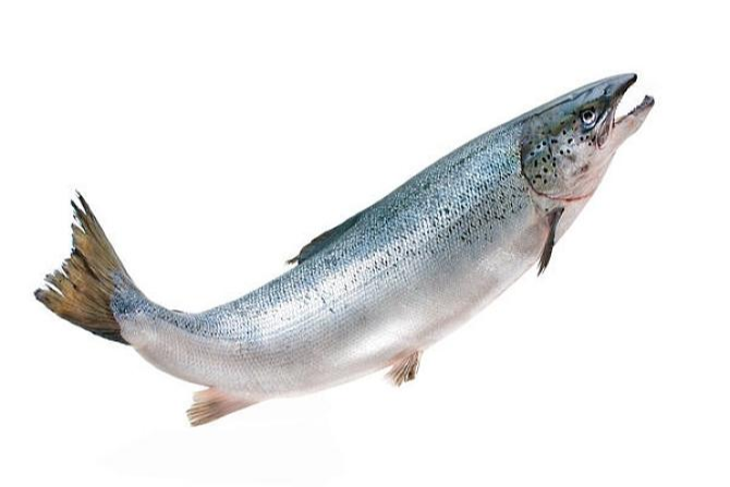 大西洋鲑